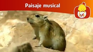 Paisaje musical: Acantilados - Animales salvajes, para niños - Non