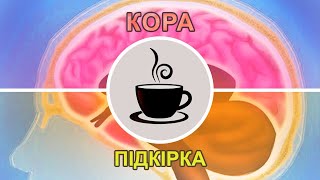 Нейробіологія + Соціоніка: приклад з гарячою чашкою