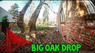 Big Oak Drop