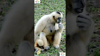 "Female Gibbons facts  #shorts #shortsfeed #weirdanimals  #facts #mystery #science #gibbons #female