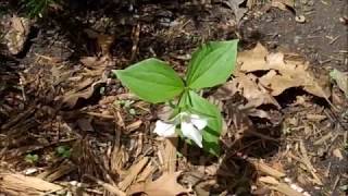 trillium my trillium