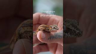 Gargoyle Gecko! The Most Unique Gecko #reptiles #geckos