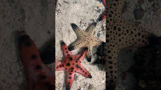 Starfish: Regeneration Experts #youtubeshorts #facts #foryou #shortvideo #viral #funny #educational