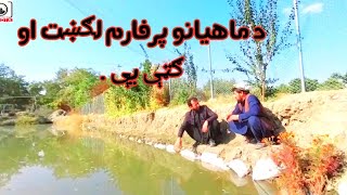 د ماهیانو فارم تخنیکي اړخ.Technical aspect of fish farming.