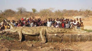 Thousands of Village People Gather to Kill Giant Crocodile 🐊 #african Village#alligator #crocodile