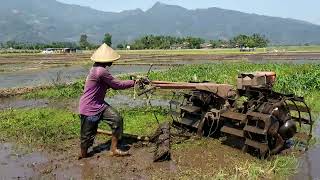 Hampir Kelelep,,Traktor Quick Saat memBajak Sawah Dalam