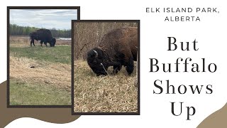 Buffalo Grazing at Elk Island National Park #shorts