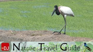 Jirabu Just Outside Palo Verde National Park | Moments #55 | Nature Travel Guide