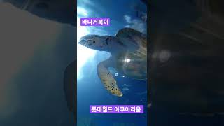 바다거북이# 롯데월드아쿠아리움