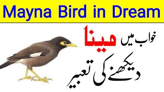 Khwab Mein Mena Parinda Dekhna | خواب میں مینا دیکھنا | Khwab mein mayna dekhne ki tabeer