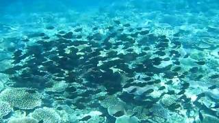 Surgeons on Coral: Best Snorkeling Great Barrier Reef.AVI