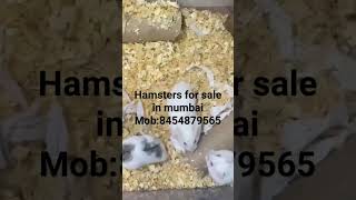 hamsters for sale in mumbai #pets #mumbai #forsale #hamsterbabies #petsforsale #hamsterbreeding