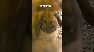 This Rabbit’s Secret Will Surprise You!