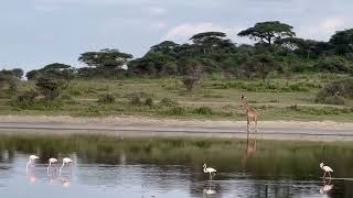 Flamingo and giraffe @ Ndutu Lake