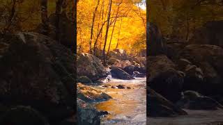 Autumn on the river #nature #shorts #amazing