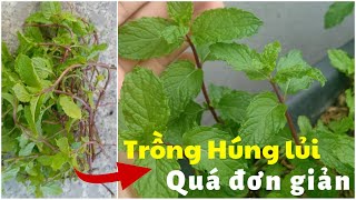 #15 Trồng rau húng lủi hóa ra lại đơn giản như vậy || Growing basil turns out to be so simple