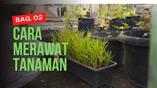 Cara Merawat Tanaman Di Atap Rumah - Cerita Berkebun Bag. 02