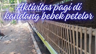 AKTIVITAS PAGI HARI PEMBERIAN PAKAN BEBEK PETELOR 150 EKOR