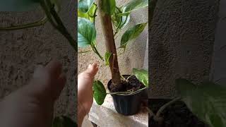 Uma das melhores plantas pra fazer mudas/jibóia