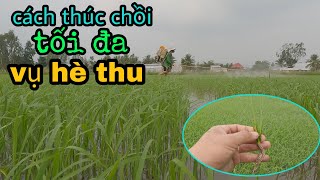 Cách thúc chồi tối đa vụ hè thu #51 l Thanhdotv