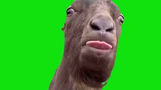 Talking Goat 2.0 Meme Green Screen Template