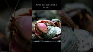 Hermit Crab Shell Exchange Program! #hermitcrabs #crabs #animals #sea #seacreatures #animalfacts