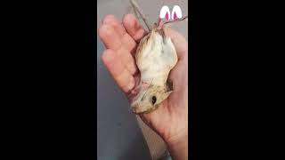 Тушканчик/Jerboa🦘!