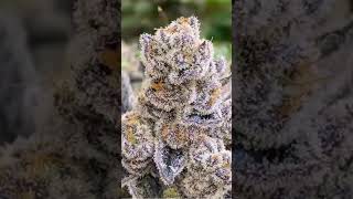 GRAPE CAKE CREAM 🍇🍰 ( SURFR SELECT ) [BLOOM SEED CO] INDOOR  GROW CALI ZAZA #shorts