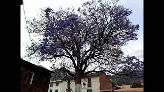 Árbol de cerezo Japan in Peruvian