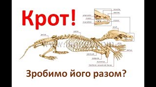 Поймать крота легко!