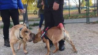 Shar pei halloween 2016 Budapest