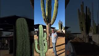 Explore the Enchanting Oasis of Cacti, Rare Lizards, and the Legendary Boojum Tree! | Buying Cabo