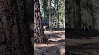 MASSIVE mule deer crosses our path at Sequoia #nationalpark #wildlife #americanwildlife #livingwild