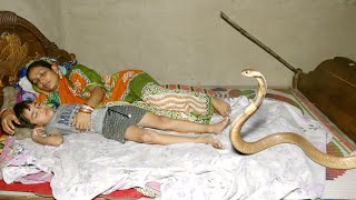 ऐसा भयानक मंजर कम ही देखने को मिलता है,बिस्तर में घुसा जहरीला चंद्रनाग Venomous Cobra hidden in bed