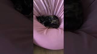 Cat on a Bean Bag, Jul 24