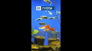 Лучшие рыбки для детского аквариума  #Shorts