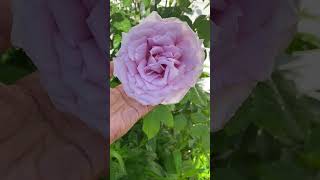 Beautiful Flowers in the Garden  #garden #flowers #plants