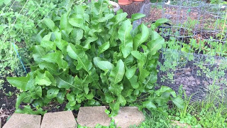 Backyard Suburban Horseradish