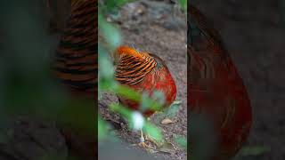 EP03 Golden pheasant Bird So Cute #beautifulbird #birds #mynasound #bird #nature #myna #birdsounds