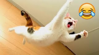 Trending Funny Animals 2024😜Funniest Dogs and Cats😿