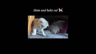 #mom and #babycat🔥❤️🐈 #shorts