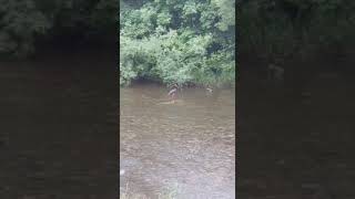 Black Stork (Ciconia nigra), Wisła, Silesian voivodeship, Poland, June 2023 (alternative version)