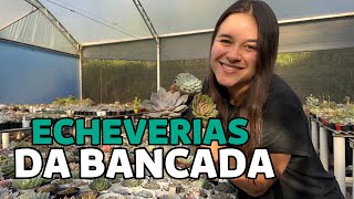 ECHEVERIAS DA BANCADA (episódio 2) IDENTIFICAÇÃO | Greenhouse Suculentas