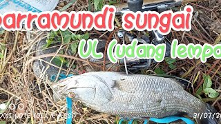 mancing barramundi sungai