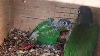 hand feed green cheek conure