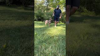 Tug With Stella 🐕 #shorts #shortsvideo #dog #puppy