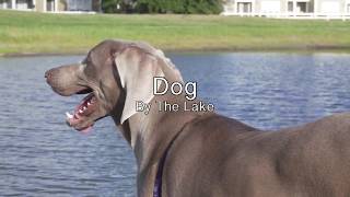 Dog By The Lake