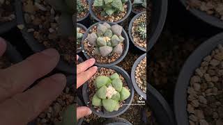 Ariocarpus for preorder $155-655 each #cactusandsucculentlover