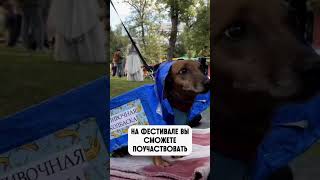 В Москве пройдет фестиваль такс!