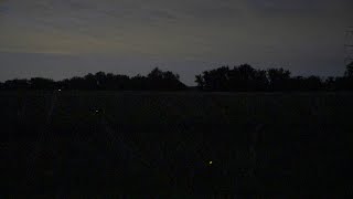 Fireflies twinkle in Colorado